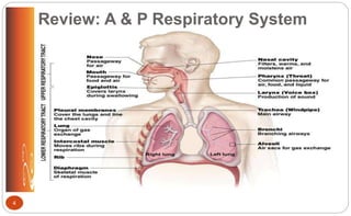 Review: A & P Respiratory System
4
 