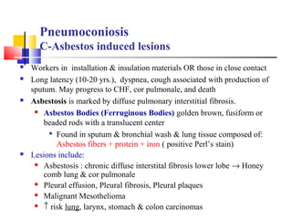 Pneumoconiosis
C-Asbestos induced lesions
 Workers in installation & insulation materials OR those in close contact
 Long latency (10-20 yrs.), dyspnea, cough associated with production of
sputum. May progress to CHF, cor pulmonale, and death
 Asbestosis is marked by diffuse pulmonary interstitial fibrosis.
 Asbestos Bodies (Ferruginous Bodies) golden brown, fusiform or
beaded rods with a translucent center

Found in sputum & bronchial wash & lung tissue composed of:
Asbestos fibers + protein + iron ( positive Perl’s stain)
 Lesions include:
 Asbestosis : chronic diffuse interstital fibrosis lower lobe → Honey
comb lung & cor pulmonale
 Pleural effusion, Pleural fibrosis, Pleural plaques
 Malignant Mesothelioma
 ↑ risk lung, larynx, stomach & colon carcinomas
 