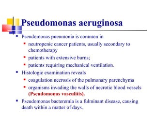 Pseudomonas aeruginosa
 Pseudomonas pneumonia is common in
 neutropenic cancer patients, usually secondary to
chemotherapy
 patients with extensive burns;
 patients requiring mechanical ventilation.
 Histologic examination reveals
 coagulation necrosis of the pulmonary parenchyma
 organisms invading the walls of necrotic blood vessels
(Pseudomonas vasculitis).
 Pseudomonas bacteremia is a fulminant disease, causing
death within a matter of days.
 