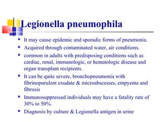 Legionella pneumophila
 It may cause epidemic and sporadic forms of pneumonia.
 Acquired through contaminated water, air conditions.
 common in adults with predisposing conditions such as
cardiac, renal, immunologic, or hematologic disease and
organ transplant recipients.
 It can be quite severe, bronchopneumonia with
fibrinopurulent exudate & microabscesses, empyema and
fibrosis
 Immunosuppressed individuals may have a fatality rate of
30% to 50%.
 Diagnosis by culture & Legionella antigen in urine
 