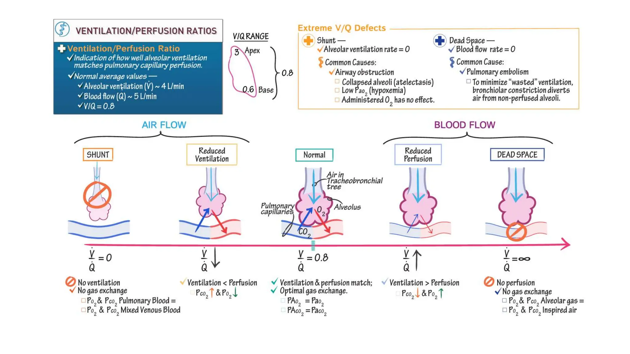 respiratory mechanics, oxygen cascade & oxygen dissociation curve.pptx