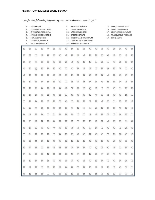 respiratory muscles word search grid