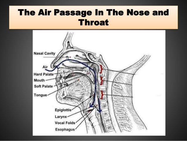 Respiratory organs