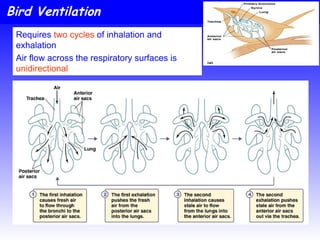 RESPIRATORY ORGANS AND RESPIRATION PROCESS IN INVERTEBRATE AND ...