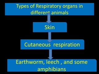 Respiratory organs in different animals