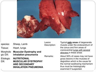Sheep Abscess Respiratory pathology of sheep & goat. | PPTX