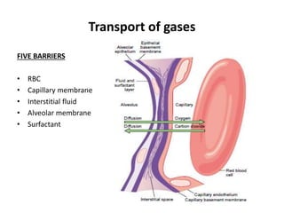 Transport of gases
FIVE BARRIERS
• RBC
• Capillary membrane
• Interstitial fluid
• Alveolar membrane
• Surfactant
 