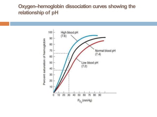 Oxygen–hemoglobin dissociation curves showing the
relationship of pH
 