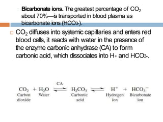 🞑 Bicarbonate ions. The greatest percentage of CO2
about 70%—is transported in blood plasma as
bicarbonate ions (HCO3-).
 CO2 diffuses into systemic capillaries and enters red
blood cells, it reacts with water in the presence of
the enzyme carbonic anhydrase (CA) to form
carbonic acid, which dissociates into H+ and HCO3-.
 