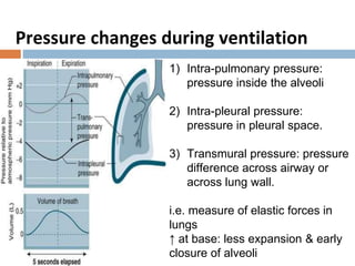 Pressure changes during ventilation
1) Intra-pulmonary pressure:
pressure inside the alveoli
2) Intra-pleural pressure:
pressure in pleural space.
3) Transmural pressure: pressure
difference across airway or
across lung wall.
i.e. measure of elastic forces in
lungs
↑ at base: less expansion & early
closure of alveoli
 