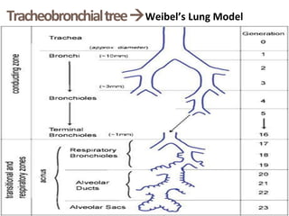 TracheobronchialtreeWeibel’s Lung Model
 