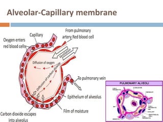 Alveolar-Capillary membrane
 