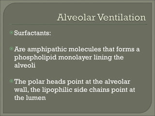 Surfactants: Are amphipathic molecules that forms a phospholipid monolayer lining the alveoli The polar heads point at the alveolar wall, the lipophilic side chains point at the lumen 