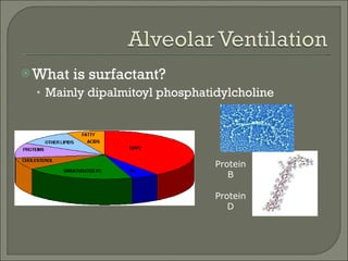 What is surfactant? Mainly dipalmitoyl phosphatidylcholine  Protein B Protein D 