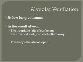 At low lung volumes: In the small alveoli The lipophilic tails of surfactant are crowded and push each other away  This keeps the alveoli open 