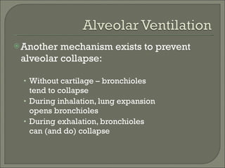 Another mechanism exists to prevent alveolar collapse: Without cartilage – bronchioles tend to collapse  During inhalation, lung expansion opens bronchioles During exhalation, bronchioles can (and do) collapse 