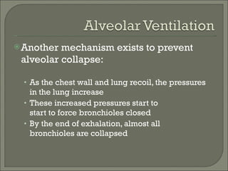 Another mechanism exists to prevent alveolar collapse: As the chest wall and lung recoil, the pressures in the lung increase These increased pressures start to start to force bronchioles closed By the end of exhalation, almost all bronchioles are collapsed 