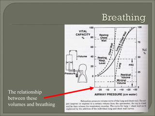 The relationship between these volumes and breathing 