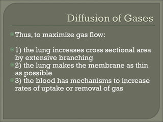 Thus, to maximize gas flow: 1) the lung increases cross sectional area by extensive branching 2) the lung makes the membrane as thin as possible 3) the blood has mechanisms to increase rates of uptake or removal of gas 