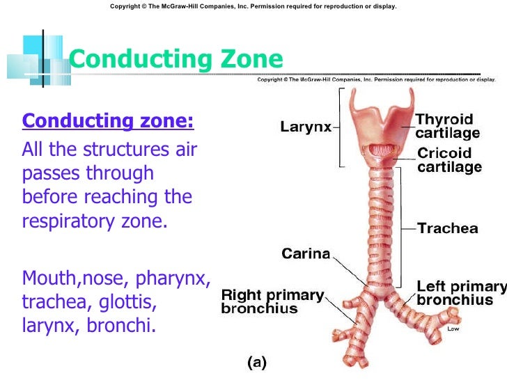 Respiratory Physiology