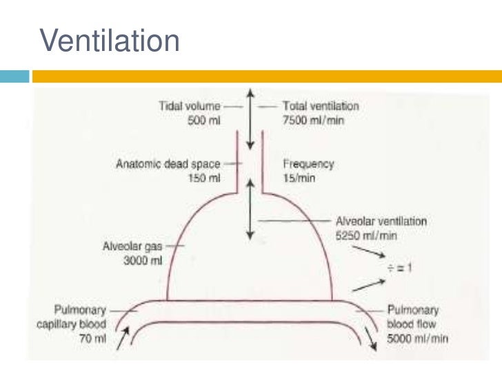 relationship between tidal volume and anatomical dead space quizlet relationship between tidal volume and anatomical dead space quizlet