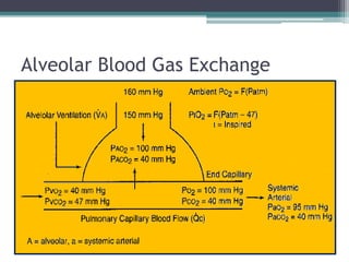 Alveolar Blood Gas Exchange
 