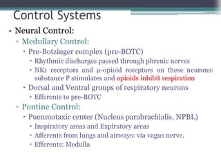 Control Systems
• Neural Control:
▫ Medullary Control:
 Pre-Botzinger complex (pre-BOTC)
 Rhythmic discharges passed through phrenic nerves
 NK1 receptors and μ-opioid receptors on these neurons:
substance P stimulates and opioids inhibit respiration
 Dorsal and Ventral groups of respiratory neurons
 Efferents to pre-BOTC
▫ Pontine Control:
 Puenmotaxic center (Nucleus parabrachialis, NPBL)
 Inspiratory areas and Expiratory areas
 Afferents from lungs and airways: via vagus nerve.
 Efferents: Medulla
 