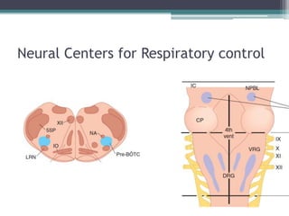 Neural Centers for Respiratory control
 