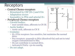 Receptors
• Central Chemo-receptors
▫ Stimulated by CSF [H+] and CO2
▫ Adaptation occurs
▫ Insensitive to PO2 and arterial H+
• Peripheral Chemo-receptors
▫ Carotid bodies:
 near carotid sinus, afferents to CN IX
▫ Aortic bodies:
 Aortic arch, afferents to CN X
▫ Contains:
 H+/CO2 receptors: less sensitive, but maintains the normal
drive.
 Po2 receptors: responds to PO2 (dissolved O2) and not to total
oxygen content(bound to Hb).
 Do not contribute to normal drive.
 Activated if PaO2 <50-60 mmHg
▫ Do not adapt.
 