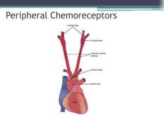 Peripheral Chemoreceptors
 