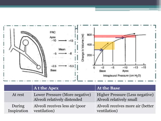 Regional Differences in Ventilation
A t the Apex At the Base
At rest Lower Pressure (More negative)
Alveoli relatively distended
Higher Pressure (Less negative)
Alveoli relatively small
During
Inspiration
Alveoli receives less air (poor
ventilation)
Alveoli receives more air (better
ventilation)
 