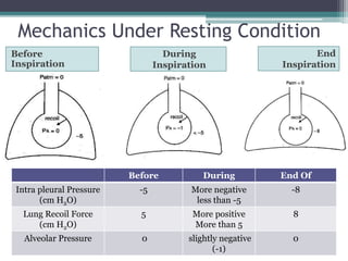 Mechanics Under Resting Condition
During
Inspiration
Before During End Of
Intra pleural Pressure
(cm H2O)
-5 More negative
less than -5
-8
Lung Recoil Force
(cm H2O)
5 More positive
More than 5
8
Alveolar Pressure 0 slightly negative
(-1)
0
Before
Inspiration
End
Inspiration
 