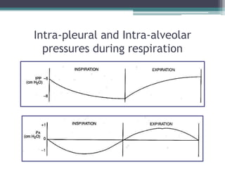 Intra-pleural and Intra-alveolar
pressures during respiration
 
