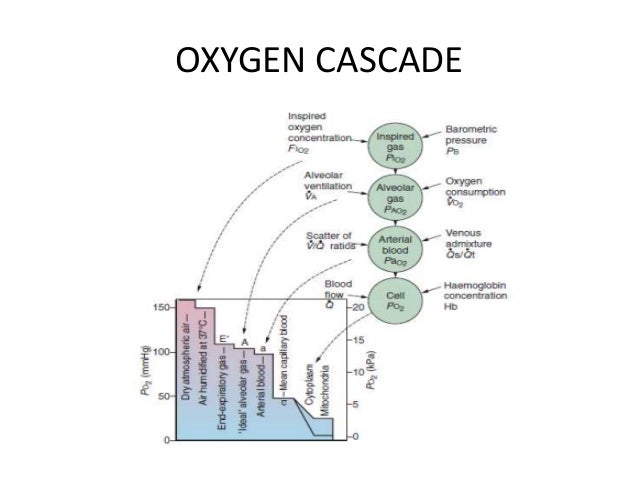 Respiratory physiology