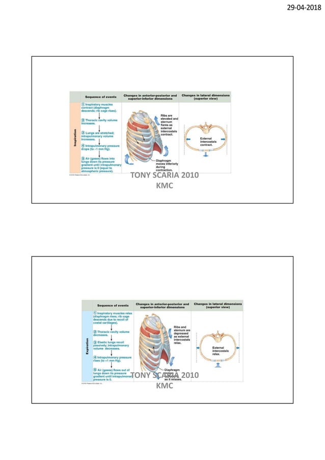 Respiratory physiology REVISION NOTES PHYSIOLOGY | PDF