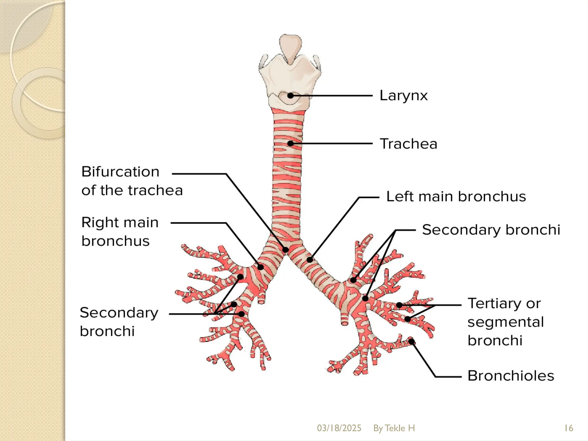 03/18/2025 By Tekle H 16
 