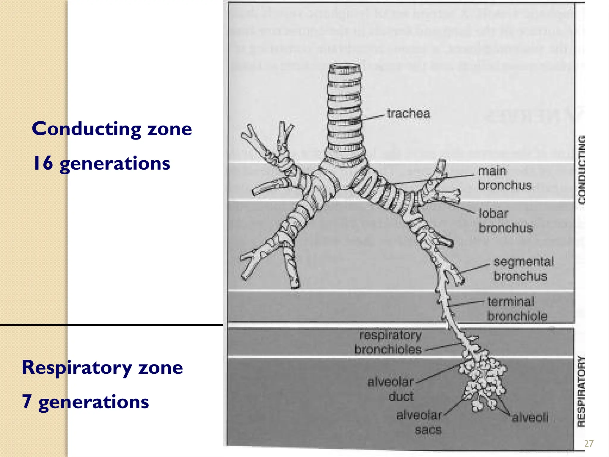 03/18/2025 By Tekle H 27
Conducting zone
16 generations
Respiratory zone
7 generations
 