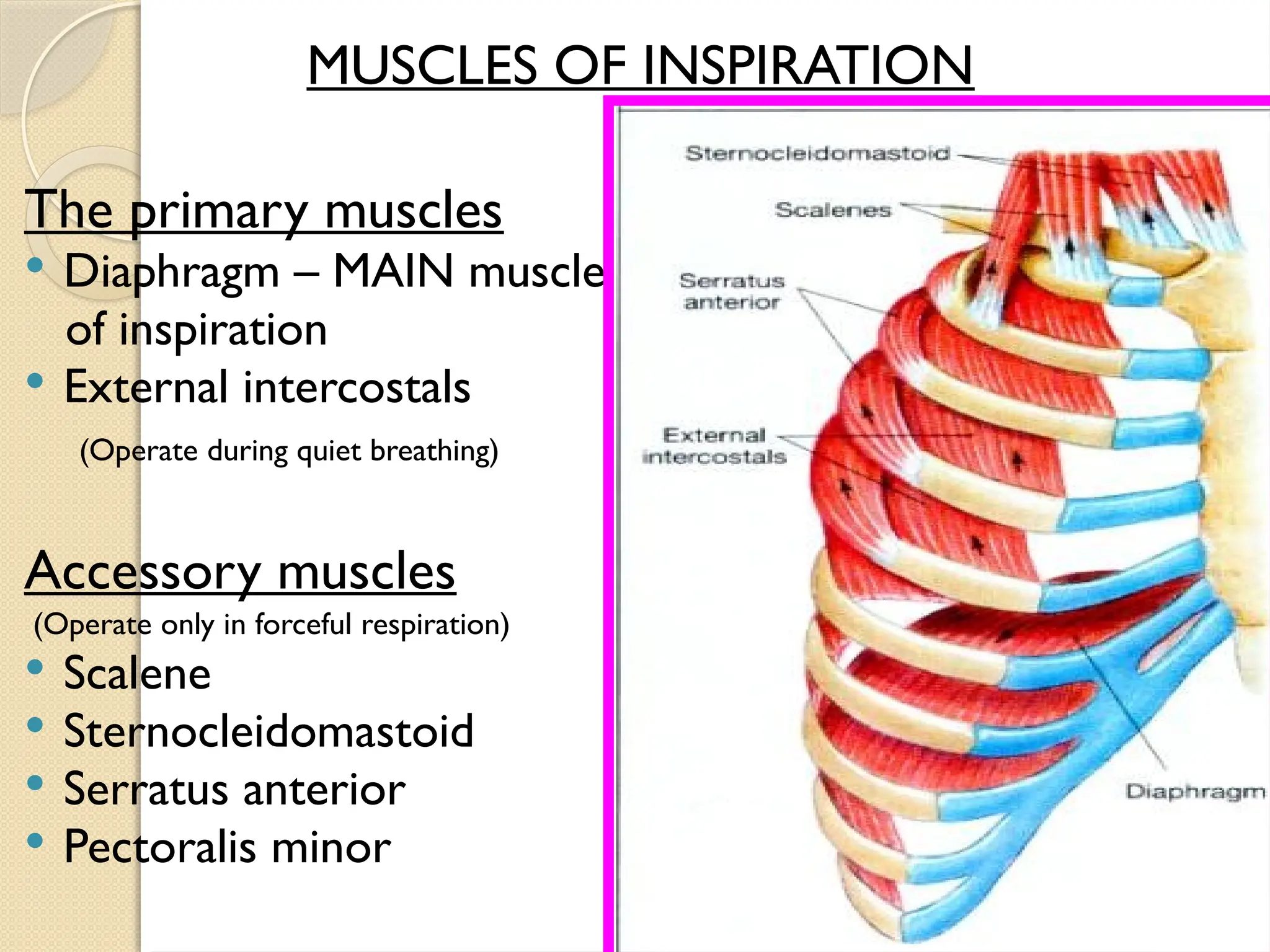 03/18/2025 By Tekle H 40
MUSCLES OF INSPIRATION
The primary muscles
 Diaphragm – MAIN muscle
of inspiration
 External intercostals
(Operate during quiet breathing)
Accessory muscles
(Operate only in forceful respiration)
 Scalene
 Sternocleidomastoid
 Serratus anterior
 Pectoralis minor
 