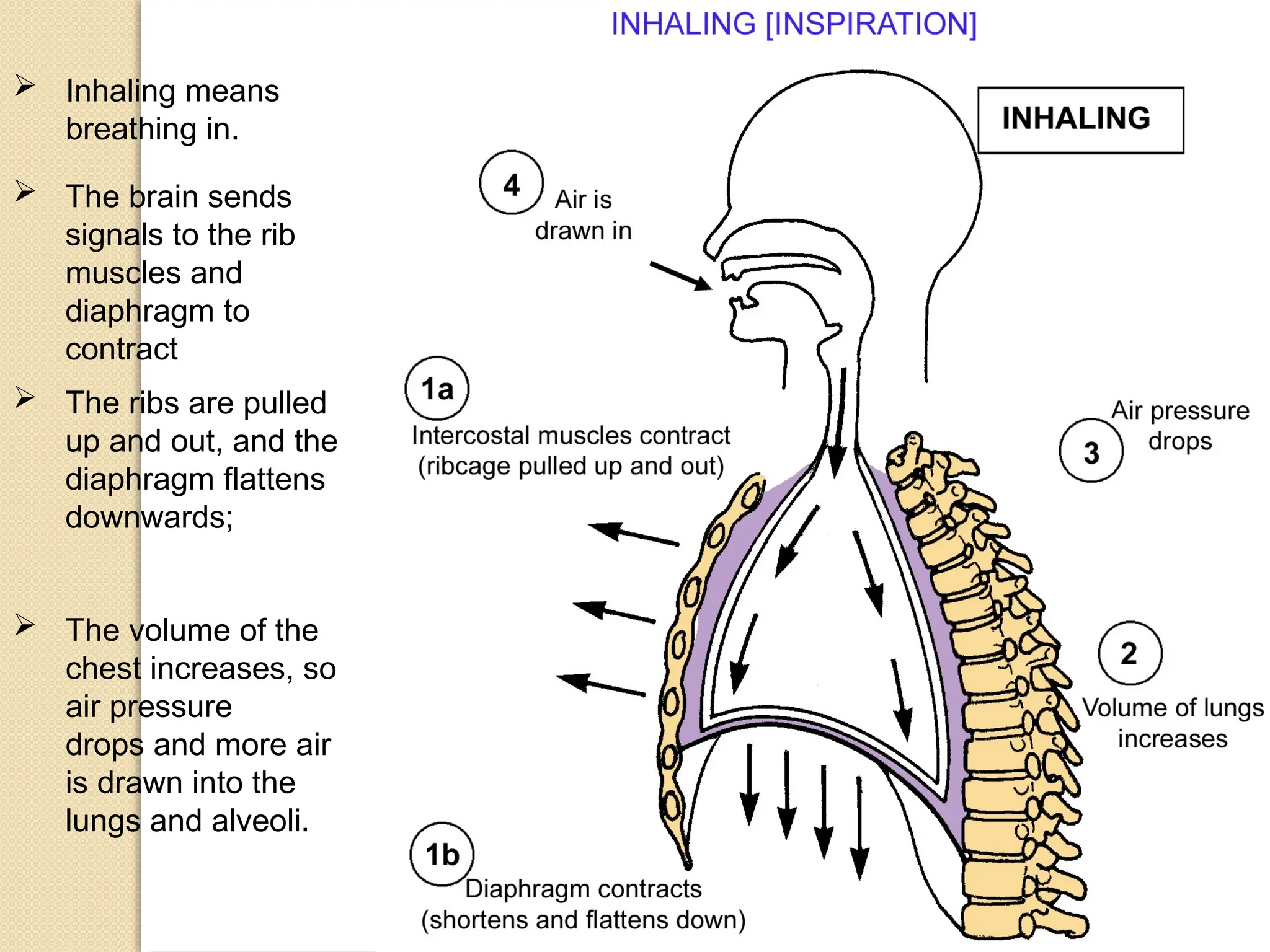 03/18/2025 By Tekle H 41
 Inhaling means
breathing in.
 The brain sends
signals to the rib
muscles and
diaphragm to
contract
 The ribs are pulled
up and out, and the
diaphragm flattens
downwards;
 The volume of the
chest increases, so
air pressure
drops and more air
is drawn into the
lungs and alveoli.
 