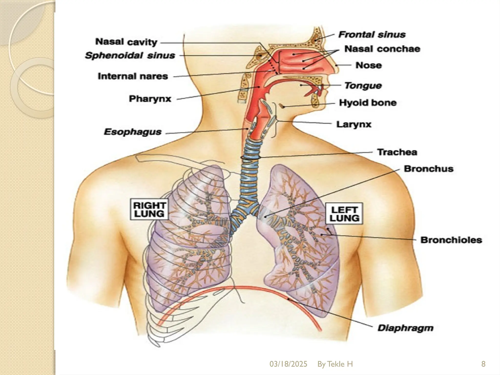 03/18/2025 By Tekle H 8
 