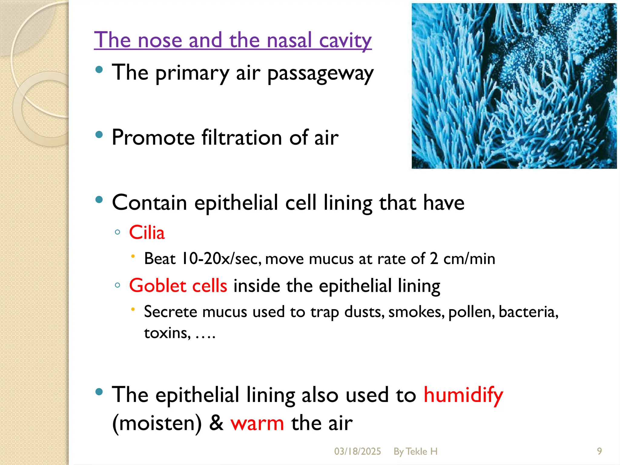 03/18/2025 By Tekle H 9
The nose and the nasal cavity
 The primary air passageway
 Promote filtration of air
 Contain epithelial cell lining that have
◦ Cilia
 Beat 10-20x/sec, move mucus at rate of 2 cm/min
◦ Goblet cells inside the epithelial lining
 Secrete mucus used to trap dusts, smokes, pollen, bacteria,
toxins, ….
 The epithelial lining also used to humidify
(moisten) & warm the air
 