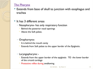 03/18/2025 By Tekle H 10
The Pharynx
 Extends from base of skull to junction with esophagus and
trachea
 It has 3 different areas
◦ Nasopharynx- has only respiratory function
 Behind the posterior nasal openings
 Above the Soft palate.
◦ Oropharnynx-
 It is behind the mouth cavity
 Extends from Soft palate to the upper border of the Epiglottis.
◦ Laryngopharynx: -
 Extends from the upper border of the epiglottis TO the lower border
of the cricoid cartilage
 Protective reflex during swallowing
 
