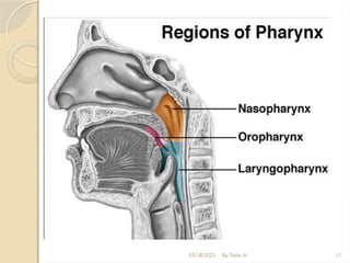 03/18/2025 By Tekle H 11
 