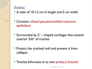 03/18/2025 By Tekle H 14
Trachea
 A tube of 10-12 cm in length and 2 cm width
 Contains ciliated pseudostratified columnar
epithelium
 Surrounded by C – shaped cartilages that extend
anterior 5/6th
of trachea
 Protect the tracheal wall and prevent it from
collapse
 Trachea bifurcates in to two primary bronchi
 