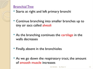 03/18/2025 By Tekle H 15
Bronchial Tree
 Starts at right and left primary bronchi
 Continue branching into smaller branches up to
tiny air sacs called alveoli
 As the branching continues the cartilage in the
walls decreases
 Finally, absent in the bronchioles
 As we go down the respiratory tract, the amount
of smooth muscle increases
 
