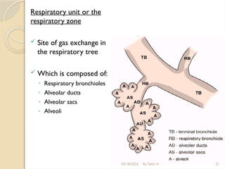 Respiratory unit or the
respiratory zone
 Site of gas exchange in
the respiratory tree
 Which is composed of:
◦ Respiratory bronchioles
◦ Alveolar ducts
◦ Alveolar sacs
◦ Alveoli
03/18/2025 By Tekle H 21
 
