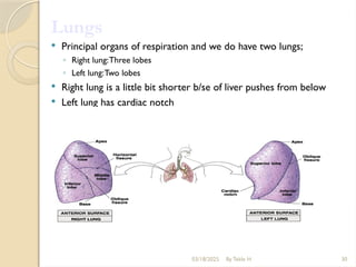 03/18/2025 By Tekle H 30
Lungs
 Principal organs of respiration and we do have two lungs;
◦ Right lung:Three lobes
◦ Left lung:Two lobes
 Right lung is a little bit shorter b/se of liver pushes from below
 Left lung has cardiac notch
 