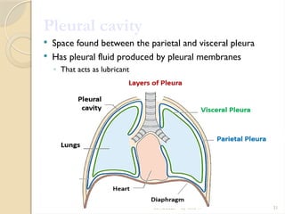 03/18/2025 By Tekle H 31
Pleural cavity
 Space found between the parietal and visceral pleura
 Has pleural fluid produced by pleural membranes
◦ That acts as lubricant
 