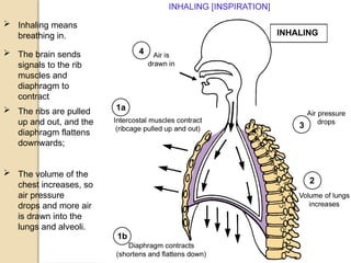 03/18/2025 By Tekle H 41
 Inhaling means
breathing in.
 The brain sends
signals to the rib
muscles and
diaphragm to
contract
 The ribs are pulled
up and out, and the
diaphragm flattens
downwards;
 The volume of the
chest increases, so
air pressure
drops and more air
is drawn into the
lungs and alveoli.
 