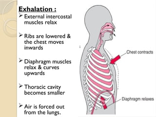 03/18/2025 By Tekle H 43
Exhalation :
 External intercostal
muscles relax
 Ribs are lowered &
the chest moves
inwards
 Diaphragm muscles
relax & curves
upwards
 Thoracic cavity
becomes smaller
 Air is forced out
from the lungs.
 